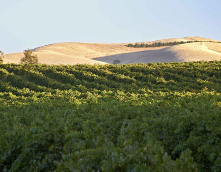 novotel-barossa-rowland-flat-south-australia-vineyard